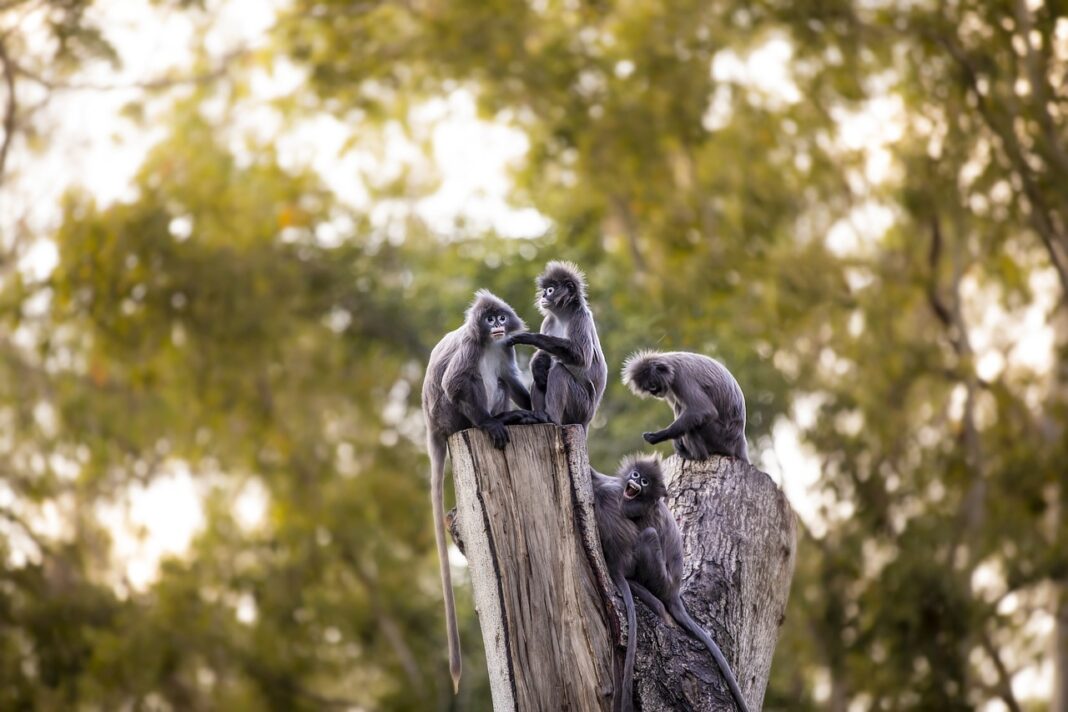 Los zoos tendrán que ajustarse a la nueva Ley de Bienestar Animal
